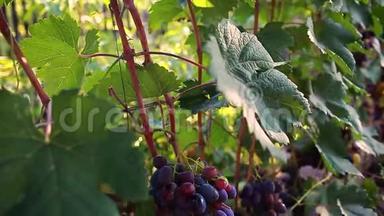 生态农场的餐桌葡萄作物。 一大束蓝色的葡萄挂在花园里